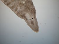 Sabussowia ronaldi, 해양 플라나리아.