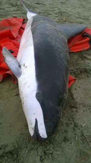 뉴질랜드 더니든 인근에 표류한 수컷 안경돌고래