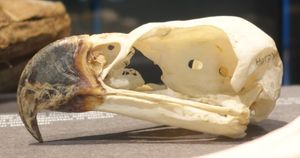 베를린 자연사 박물관에 전시된 두개골