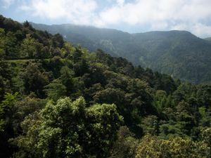 블리단 아틀라스(텔 아틀라스의 일부) 남부의 혼합림(아틀라스 삼나무, 참나무, 물푸레나무).