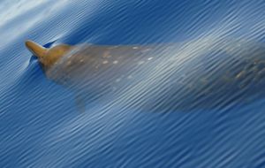 바하마에서 수면 위로 올라오는 다 자란 혹부리고래