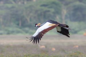 비행 중인 회색관두루미