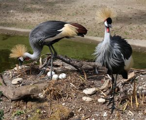 뮌헨 헬라브룬 동물원(Hellabrunn Zoo)의 둥지를 가진 회색관두루미