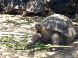 찰스 다윈 연구소에 있는 갈라파고스 거북