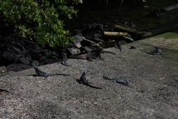 찰스 다윈 연구소에 있는 바다 이구아나들