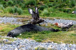 두 갈색 도둑갈매기(S. antarcticus)와 남극 거대 갈매기(Macronectes giganteus)가 죽은 남극 물개를 두고 싸우고 있다.