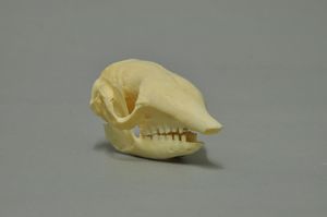 여섯띠아르마딜로의 두개골