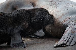 젖을 먹는 아남극물개 새끼