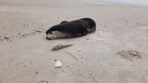 원래 서식지에서 멀리 떨어진 우루과이의 엘 포르틴 해변에서 휴식을 취하고 있는 수컷