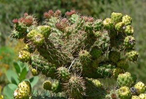 Cylindropuntia prolifera