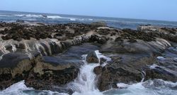 남아프리카 공화국 Duiker Island의 물개 무리