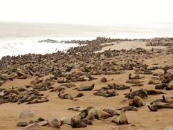 나미비아 케이프 크로스 군락