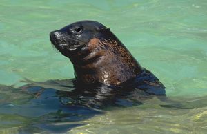 프라하 동물원의 갈색물개 가스톤