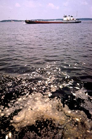 1973년 만에 떠다니는 죽은 대서양 멸치