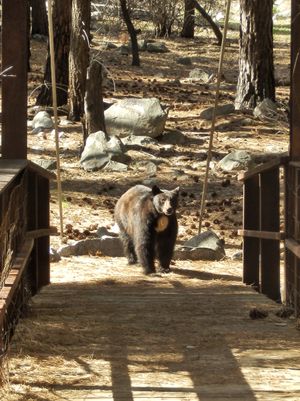 킹스 캐니언 국립공원의 아메리카 흑곰