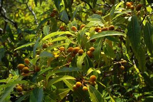 Pittosporum undulatum}}<i>은 섬에서 가장 침입성이 강한 식물 중 하나이다.