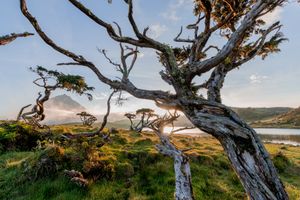 피쿠섬 고지대의 기후는 서늘한 기온과 극심한 습도를 특징으로 한다. 사진은 Lagoa do Capitão 해안 근처에 남아있는 몇 안 되는 아조레스 주니퍼를 보여준다.