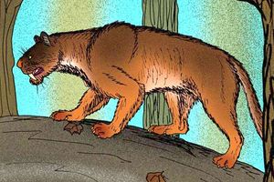 마오펠리스 칸토넨시스