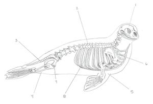 하버 물범의 골격 해부학. 1. 두개골. 2. 척추. 3. 꼬리. 4. 뒷다리. 5. 앞다리. 6. 어깨. 7. 골반. 8. 늑골
