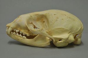 하버 물범 두개골 (Phoca vitulina)