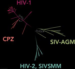 계통수는 SIV와 HIV 바이러스의 아계(subtype)를 보여주는 계통수이다.