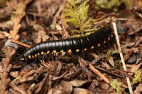 <i>Harpaphe haydeniana</i>