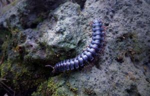 카메룬 산림에서 발견된 납작 지네