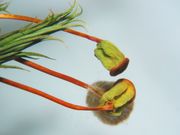 뚜껑이 떨어진 후 캡슐의 클로즈업