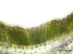 400배 확대된 병렬 광합성 엽층을 보여주는 잎의 단면도. 녹색 세포에는 엽록체가 들어 있다.