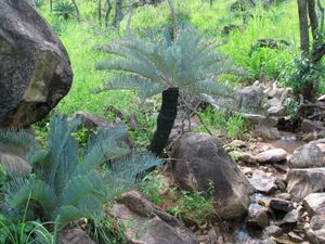 장마철에 새로운 잎이 돋아난 호주 북부 퀸즐랜드의 Cycas platyphylla, 여전히 백색 분이 남아있다.