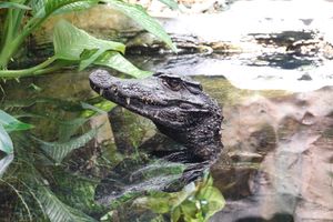 매끈이카이만의 머리