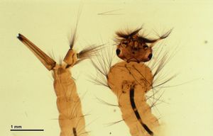 유충 발달 단계에서 빨간집모기의 꼬리 부분과 머리의 확대 이미지.