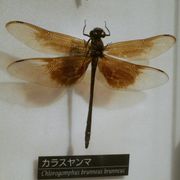 검은잠자리(Chlorogomphus brunneus brunneus) 암컷. 국립과학박물관 전시.