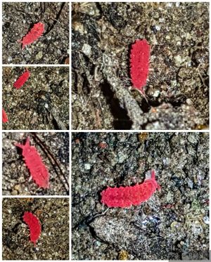 붉은 빛의 혹무늬톡토기류(Neanuridae)가 정원 흙 사이로 기어다닌다.