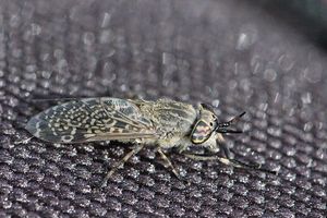 Haematopota 속에 속하는 등에들은 일반적으로 반점이 있는 날개를 가지고 있다