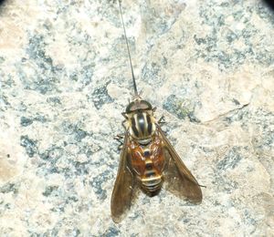 이 Philoliche 종과 같이 긴 혀를 가진 등에 (Pangoniinae 아과)는 꿀을 빨아먹기에 특화된 구기를 가지고 있다.