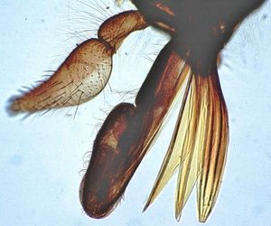 Tabanus의 입 부분: 날카로운 절단 스타일렛은 오른쪽에 있고, 스펀지 모양의 핥는 부분은 중앙에 있다.