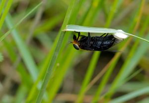 암컷 등에의 산란