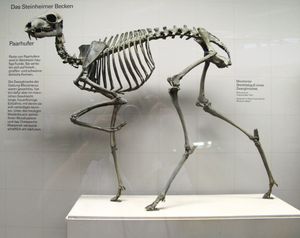 Micromeryx의 골격 (일반적인 골격 특징)