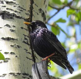 동시베리아의 찌르레기