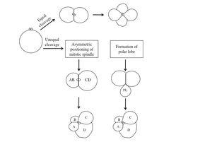 동일 분할과 불균등 분할 메커니즘을 통한 D 사분면 지정. 동일 분할의 4세포 단계에서는 D 거대할구가 아직 지정되지 않았으며, 세 번째 4중주 형성 후 지정된다. 불균등 분할은 유사분열 방추의 비대칭적 위치 또는 극엽(PL) 형성을 통해 일어난다.