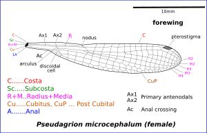 실잠자리 날개의 그림. 앞날개와 뒷날개는 비슷하다.