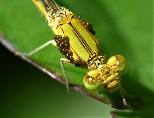 진드기가 기생하는 Pseudagrion decorum