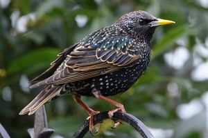 유럽굴뚝새(Sturnus vulgaris)는 무지개색 깃털을 가지고 있다.