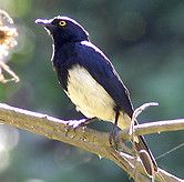 애보트찌르레기