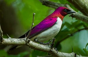 자주등찌르레기