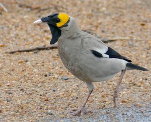 육수염찌르레기
