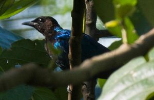 자주머리찌르레기