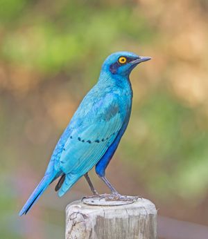 큰 푸른 귀 찌르레기