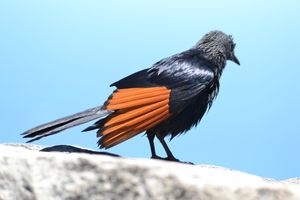 붉은 날개 찌르레기